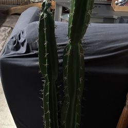 Faux Cactus