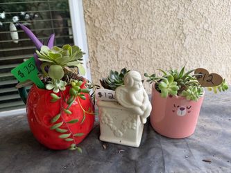 Many Succulent planters