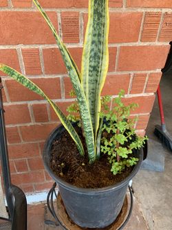 Mother in Law Snake Elephant Food Plants