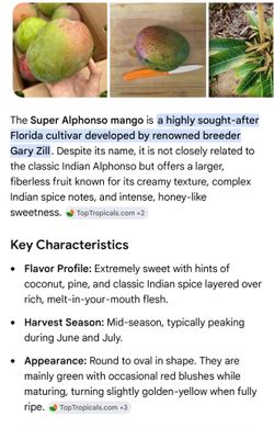 Super Afonso mango tree