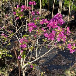 Purple Bougainvillae Plants
