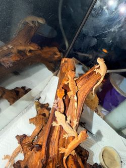Tank for crested geckos