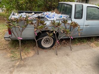 . Today’s Hilo plumeria cuttings due to high demand. I did a few more either what’s available as of right now for the Hilo multiple sizes and prices l