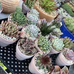 Succulent And Cactus Arrangements Ready For Mother’s Day Gift From $5 And Up