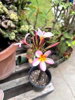 Pink Plumeria  18" Tall