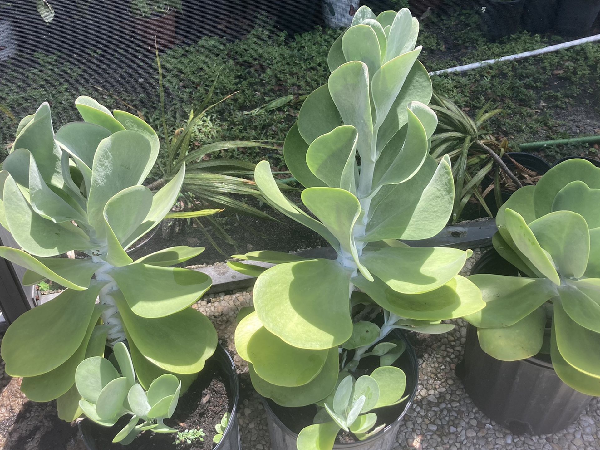Succulents Plant  