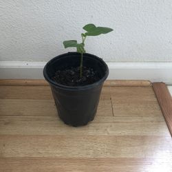 Healthy Betel Leaf Plant 