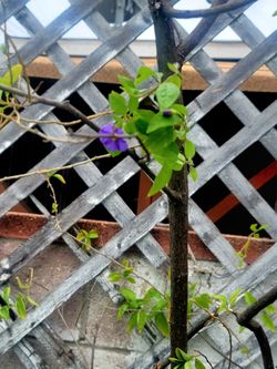 ORGANIC BLUE POTATOE VINE TREE WITH BONUS AEONIUM PLANTS.