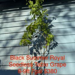 black summer royal seedless table grape plant