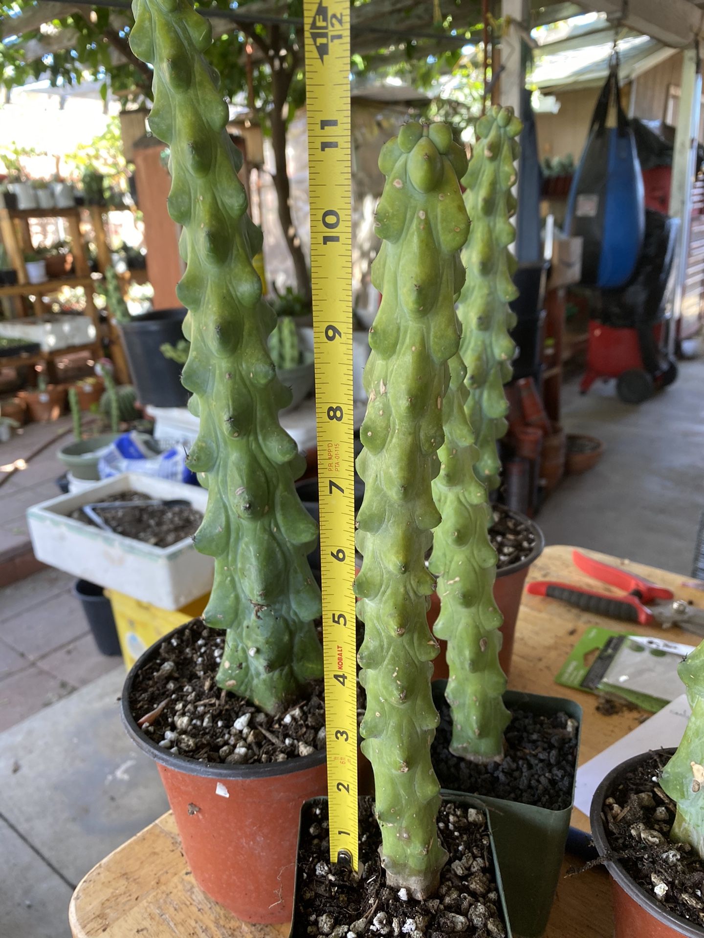 1 myrtillocactus skinny shape.11” tall