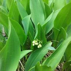 100 Plants Lillie's Of The Valley. With Roots.