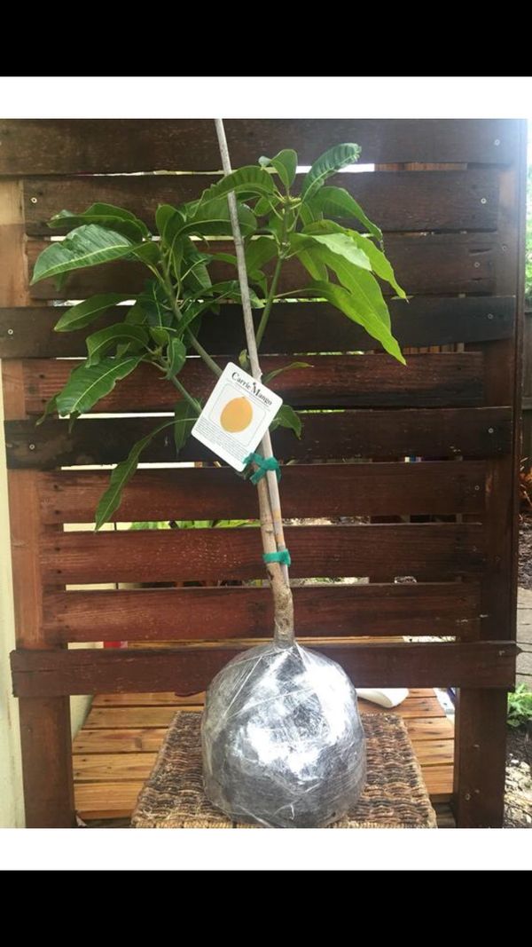 Dwarf mango trees (grafted) for Sale in Orlando, FL OfferUp