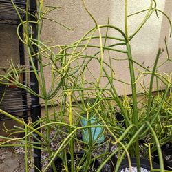 Firestick Succulent Plant