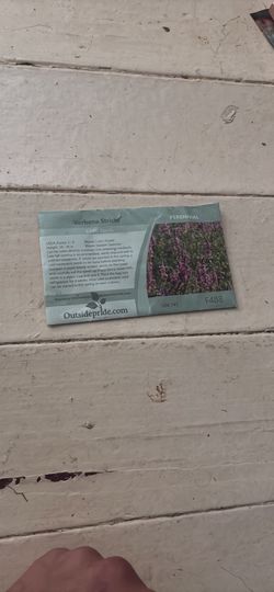 Outsidepride Verbena Stricta