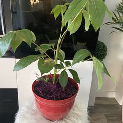 Housplant Rate Schaffera Plant