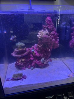 Saltwater Reef Aquarium with Live Rock and Corals