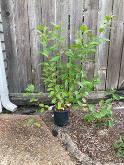 Lemon Guava Tree