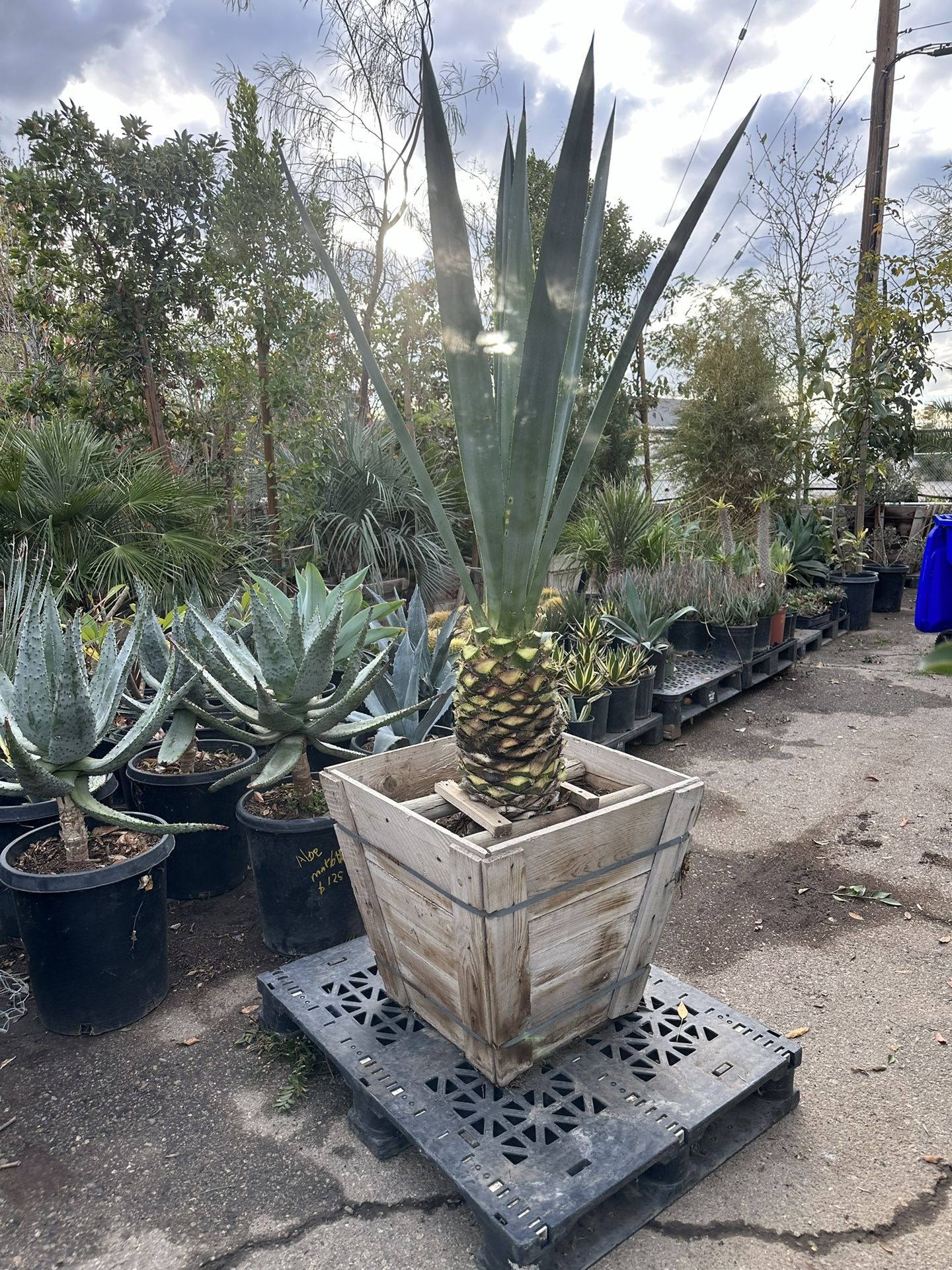 Agave Tequilana 24” Box