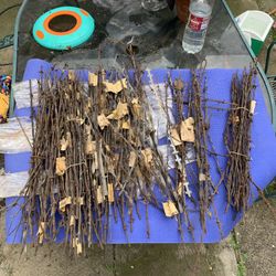 Super cool Barb wire collection