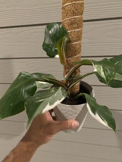 zuzu plant ZZ Plant - Large (2-3' tall) Cement Grey Planter