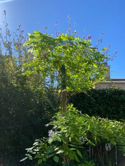 Wisteria vine