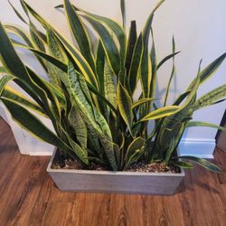 Snake Plant sansevieria 9" × 25.5" pot 40" tall total weight 35 pounds - 2 available