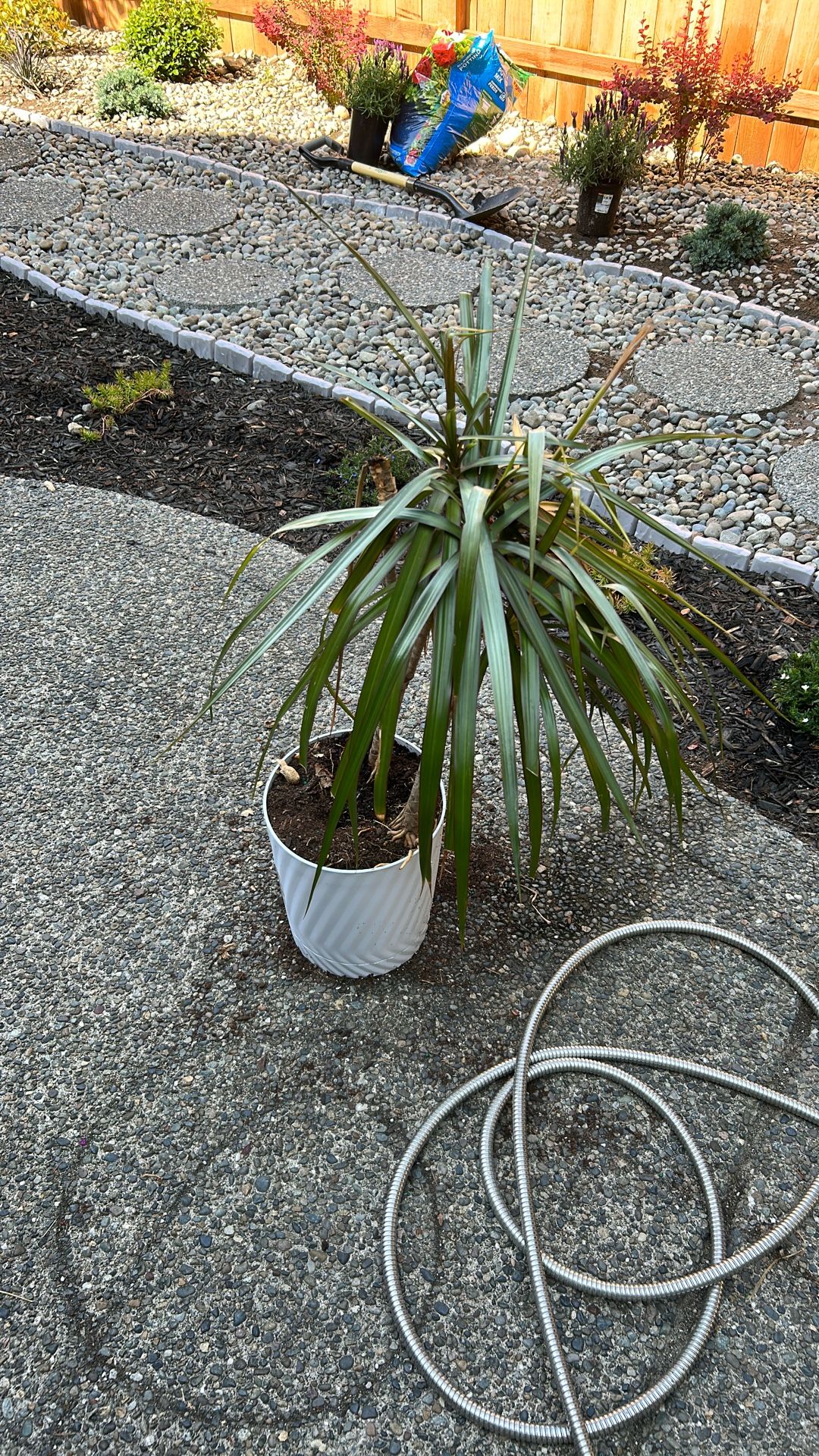 Free Plant