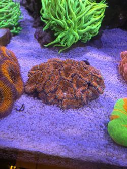 Fake Rainbow Acan
