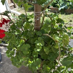 Red Geranium 