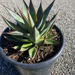 Agave Blue Glow