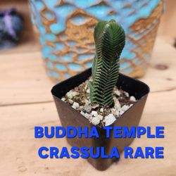 PLANT SALE SATURDAY NOON TIL 4PM SAN LORENZO  SKYLINE SUCCULENTS  SEE U SATURDAY