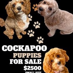 Smal Size  Cockapoos! Ready in March