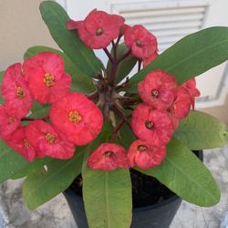 Corona De Cristo Rosa