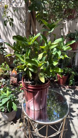 Crown of thorns plant