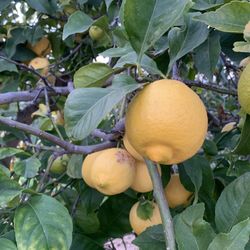 Meyer lemons 🍋  20 For $5