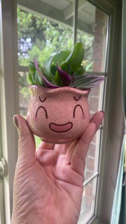Mini Succulents