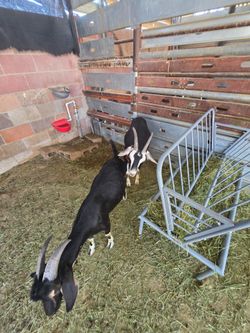 Animal feeder