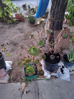 Rose plants