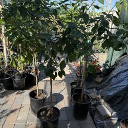 Tangelo Minneola Trees 5F The Tall $60 Each Price Firm 