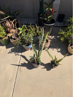 Succulents and snake plants