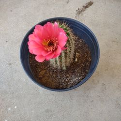 Cactus O Cardon Rojo