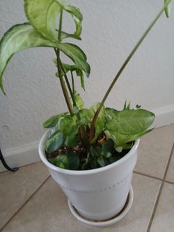 Live Indoor Houseplant in White Ceramic Pot