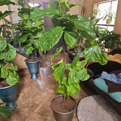 5ft 10in Tall Fiddle Leaf Fig Plant In Metallic  14in Plastic Pot