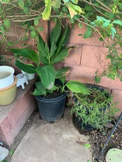 Canna Lilies Moss Rose Plants Amor De Un Rato