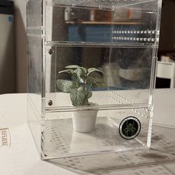Spider Terrarium
