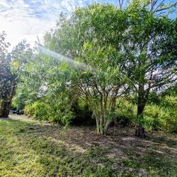 Plantas De Campanitas