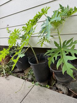 Papaya trees