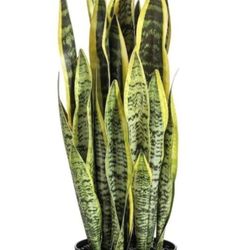 New Artificial Snake Plant 26 inches 