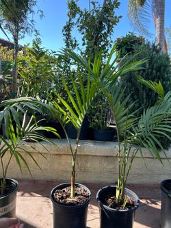 King Palm