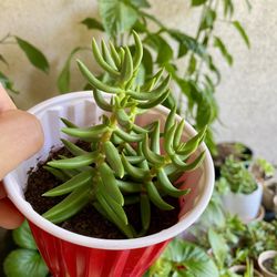 Crassula Tetragona Plant (drought Tolerant)